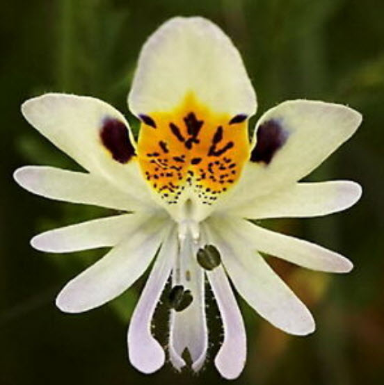 ปีกนางฟ้า (Angels Wing) คละ / 500 เม็ด (Serbia)