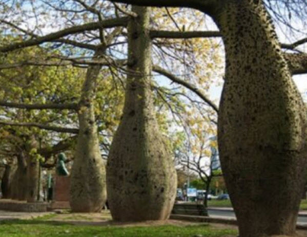 งิ้วชมพู ไหมจุรี Bottle Tree / 5 เม็ด (Portugal)