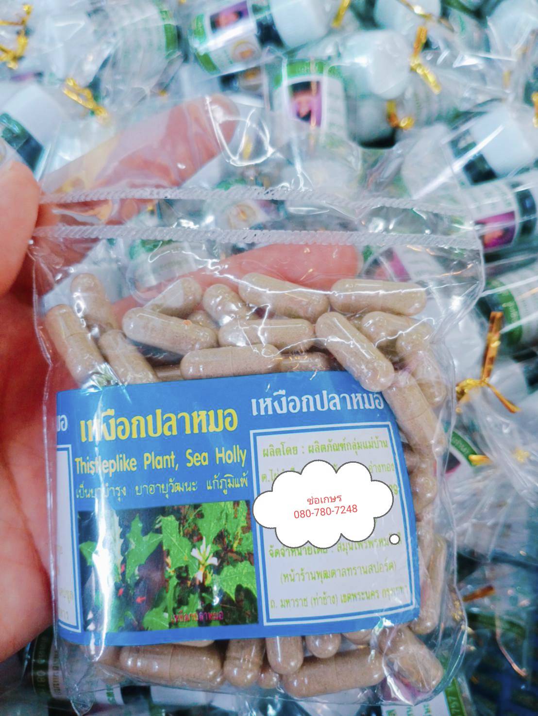 เหงือกปลาหมอ พรหมรังสี