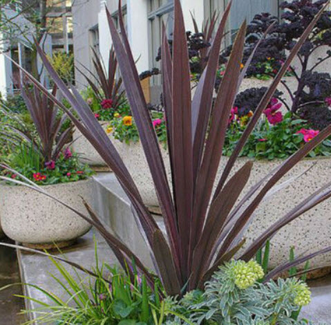 จันผาม่วงออสเตรเลีย (Cordyline australis) / 25 เม็ด (Portugal)*