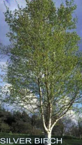 ไวท์เบิร์ช หรือซิลเวอร์ เบิร์ช (White Birch) / 100 เม็ด (Australia)