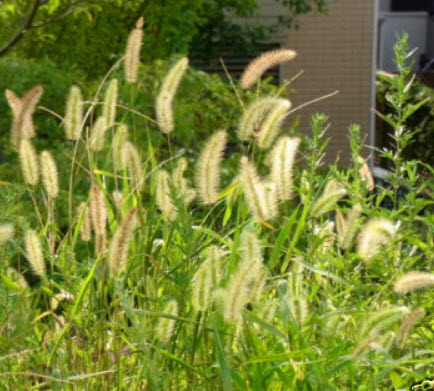 หญ้าหางหมาจิ้งจอก (Foxtail grass) เหลือง / 600 เม็ด (UK)