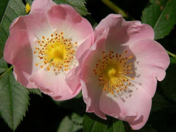 ด็อกโรส (Dog Brier Rose) สีชมพู / 10 เม็ด (USA)