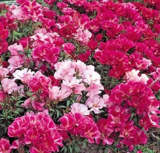 ก็อตดีเทีย (Godetia) คละ / ซอง 400 เม็ด (UK)