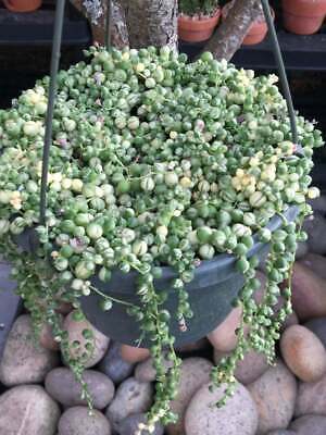 สร้อยไข่มุก (String of Pearls) ด่าง สามสี / 100 เม็ด