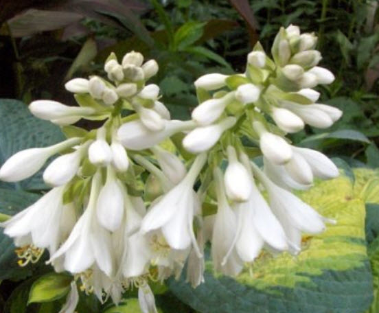 ฮอสต้า (Hosta Color Glory) / 10 เม็ด (USA)*