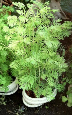 ดอน เรดวูด (Dawn Redwood) / 50 เม็ด (Spain)