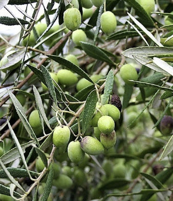 มะกอกแคนิโน (Canino Olive) หรือมะกอกดำ / 5 เม็ด (USA)