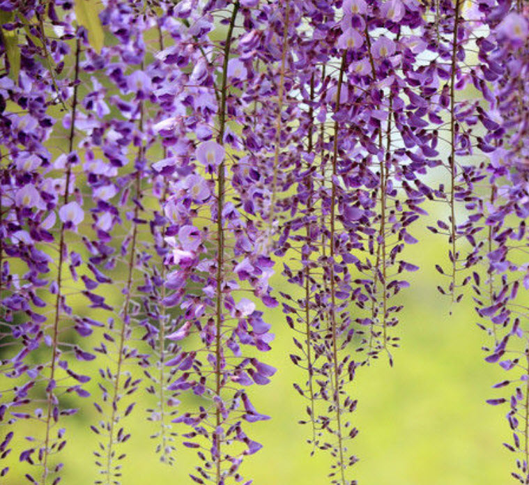 วิสทีเรีย (Wisteria) สีม่วง / 10 เม็ด (Singapore)