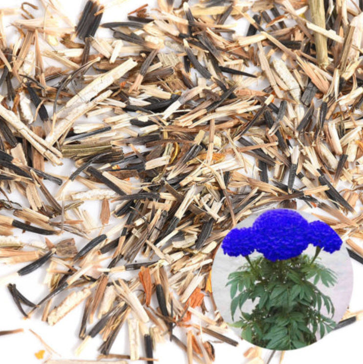 ดาวเรืองหม้อ สีน้ำเงิน/ฟ้า (Blue Marigold) / 100 เม็ด (China)