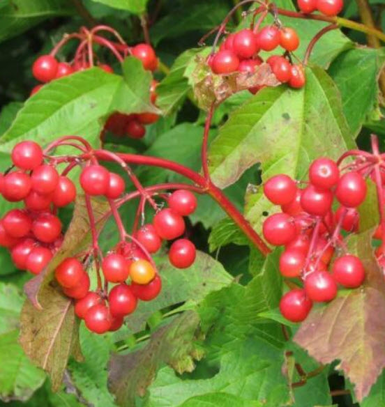 แครนเบอร์รี่ (Cranberry) / 100 เม็ด (นอก)