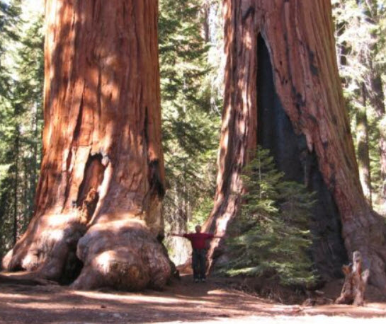 สนยักษ์ซีคัวญ่า (Sequoiadendron Giganteum) / 10 เม็ด (USA)