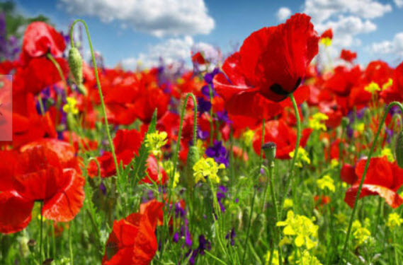 คอร์น ฟิลด์ ป๊อปปี้ (Corn Field Poppy) สีแดง / 84,000 เม็ด (UK)