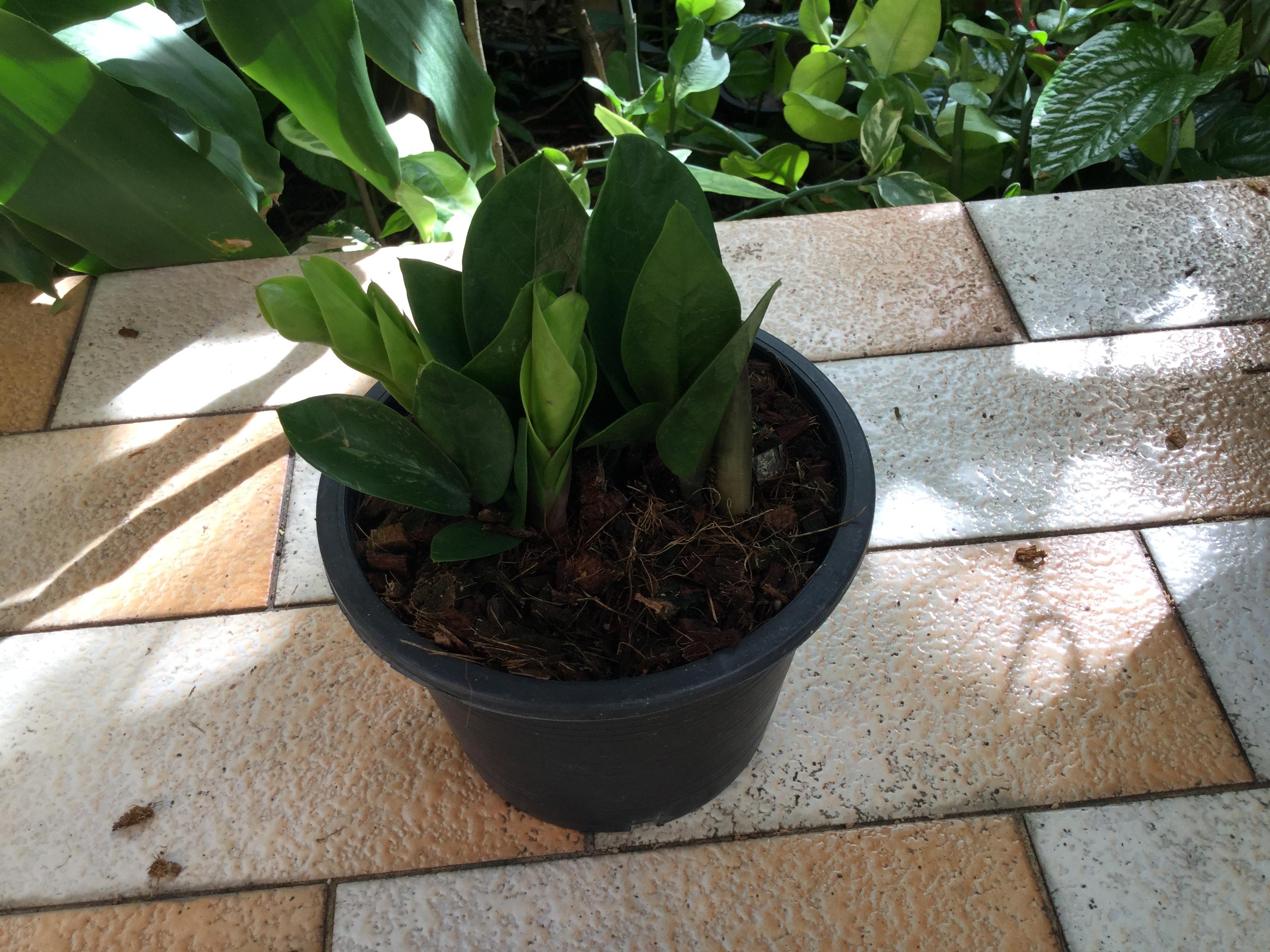 ต้นกวักมรกตแคระ กระถาง 6 นิ้ว / ต้น (A)