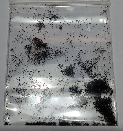 ผักแขยง ผักแขยงนา กะแยงแดง กะแยง กะออม ผักพา / 800 เม็ด *