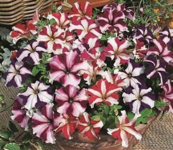 พิทูเนีย สตาร์ฟอล (Petunia Starfall) คละ / 700 เม็ด (Ukraine)