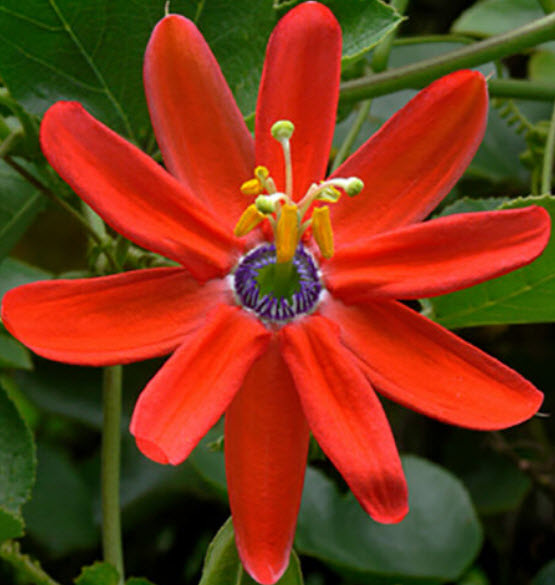 ศรีมาลา (Passion Flower) แดง / 5 เม็ด (Portugal)