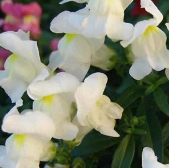 ดอกลิ้นมังกร (Snapdragon) ดอกใหญ่ สีขาว ต้นสูง / 3,000 เม็ด (Ukraine)