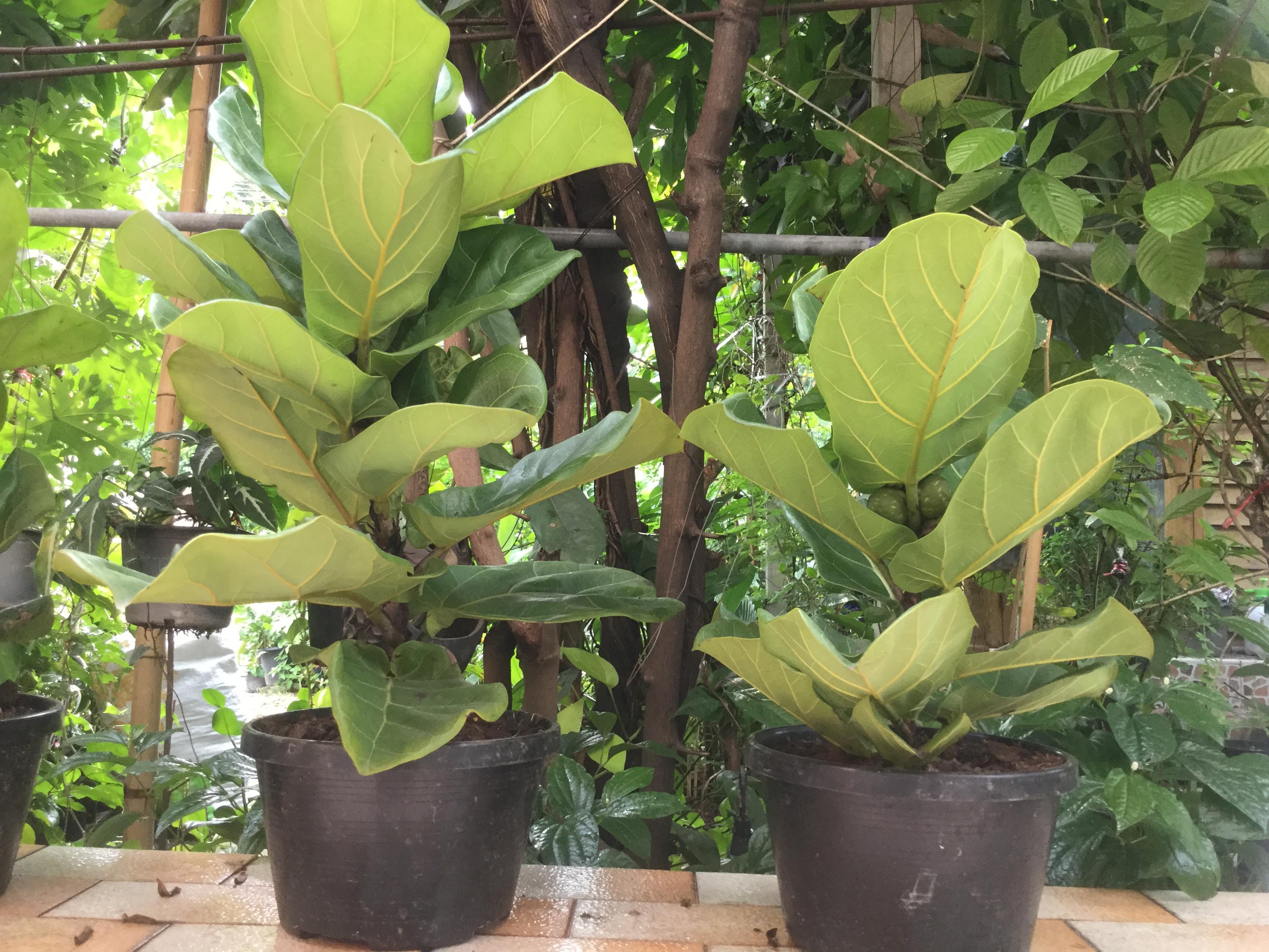 ต้นไทรใบสัก กระถาง สูง 30 ซ.ม. / ต้น