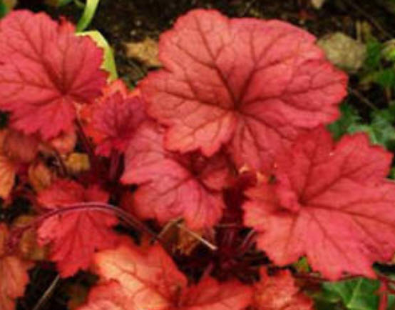 ฮิวเชร่า (Heuchera) คละสี / 100 เม็ด (นอก)