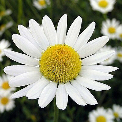 โรมัน คาโมมายล์ (Roman Chamomile) / 500 เม็ด