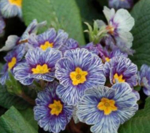 พริมโรส ซีบ้า บลู (Primrose - Zebra Blue) / 100 เม็ด (S032)