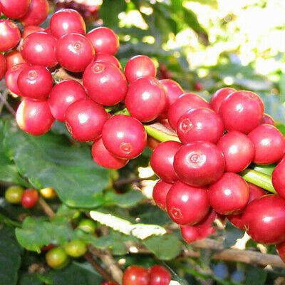 กาแฟอาราบิก้าบอนไซ / 10 เม็ด (นอก)