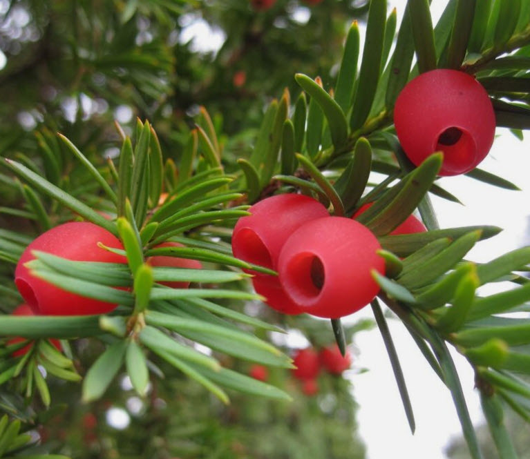 สนยู สนยิว สนอังกฤษ Taxus Baccata / 5 เม็ด (Czech)