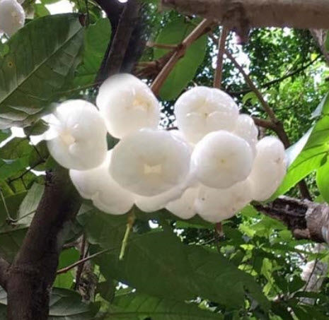 ต้นชมพู่เพชรนางฟ้า สูง 35-50 ซ.ม.