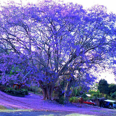 ศรีตรัง (Jacaranda) น้ำเงิน / 10 เม็ด (นอก)