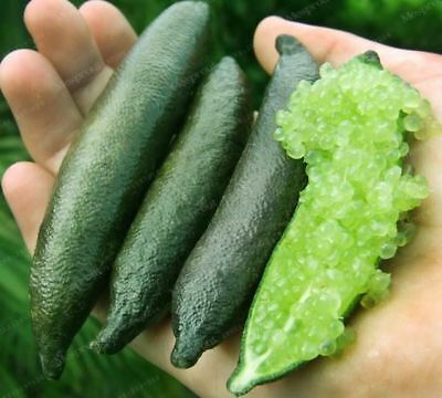 มะนาวนิ้ว (Finger lime) สีเขียว / 10 เม็ด