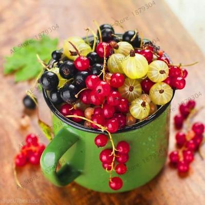 เคอแร้นท์ คละ (mixed currants) / 50 เม็ด