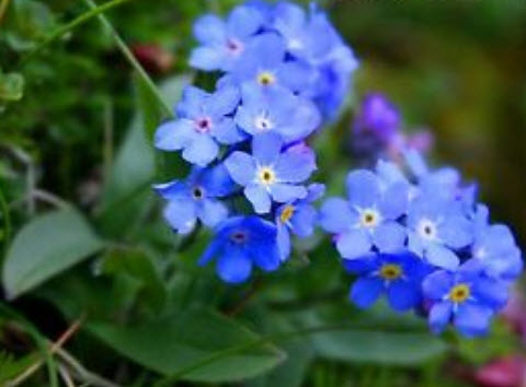อัลไพน์ ฟอร์เก็ทมีน็อท สีฟ้า (Alpine Forget-me-not) สีฟ้า / 1,000 เม็ด (UK)