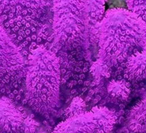 Water Grass คละสี / 1,000 เม็ด (นอก)