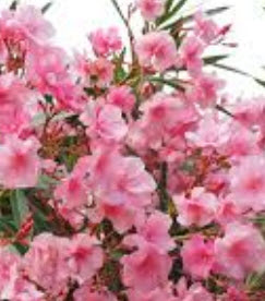 ต้นยี่โถ ดอกชมพู สูง 70-90 ซม. / ต้น