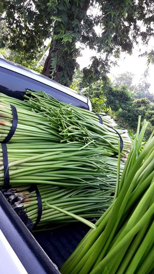 BSS101H : กันกระแทกผักตบชวาหั่นท่อน ราคาส่ง 12 กิโลกรัม