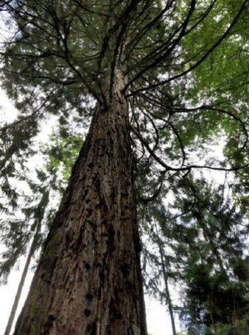 สนโคสต์ เรดวูด (Coast Redwood) / 10 เม็ด (Spain)*