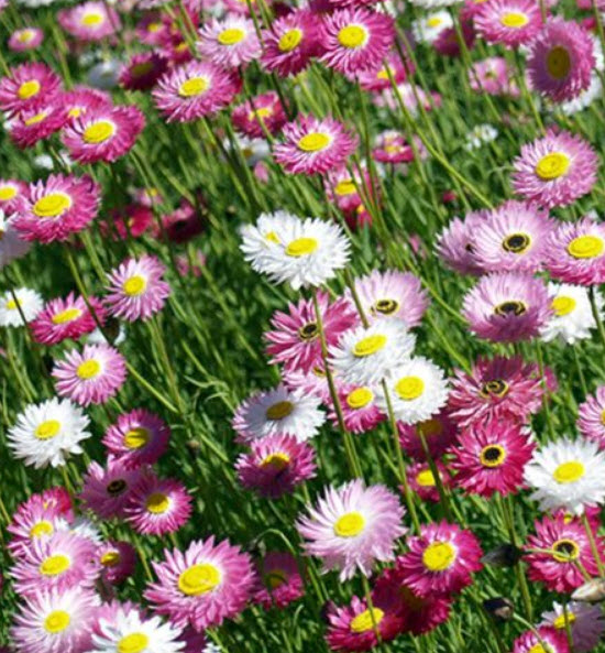 ดอกกระดาษ (Paper Daisy) คละ / 200 เม็ด (Ukraine)