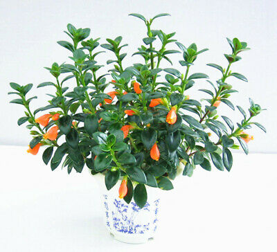 ปลาทองนำโชค (Goldfish) / 100 เม็ด