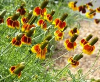 หมวกเม็กซิกัน (Mexican Hat) / 200 เม็ด (UK)