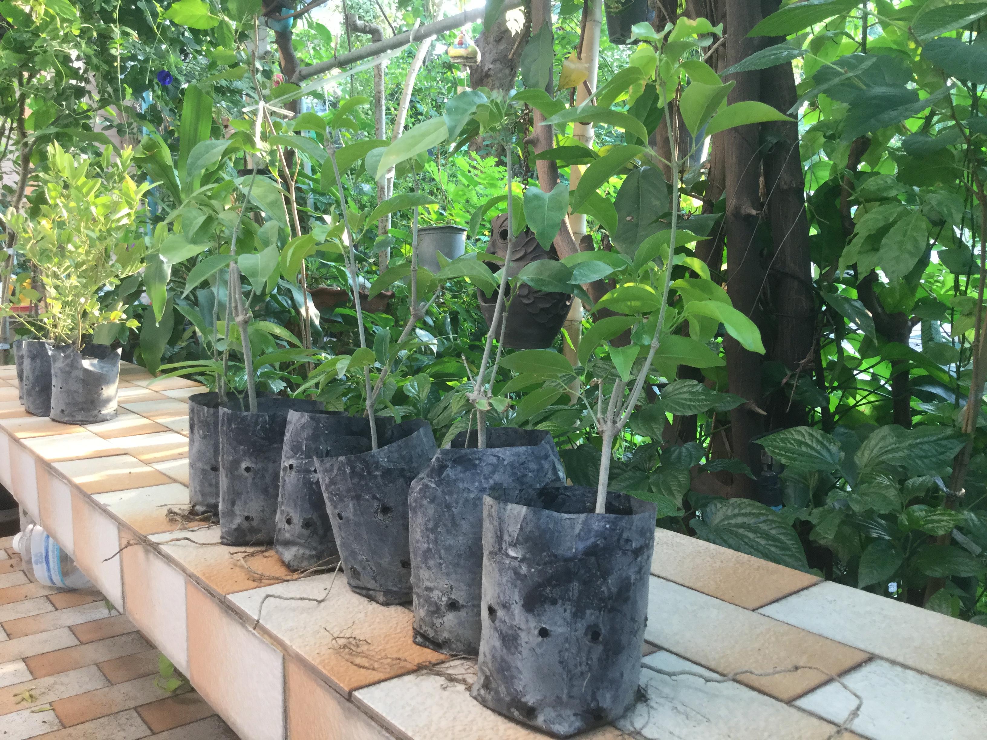 ต้นกระเทียมเถา (Garlic Vine) กระถาง สูง 30-40 ซ.ม. / ต้น (P2S)