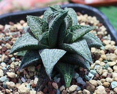 ฮาโวเทีย (Haworthia) คละ 13 แบบ / 200 เม็ด
