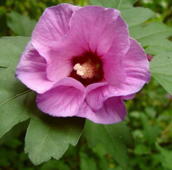 โรสออฟชารอน (Rose of Sharon) ม่วง / 15 เม็ด (Lithuania)