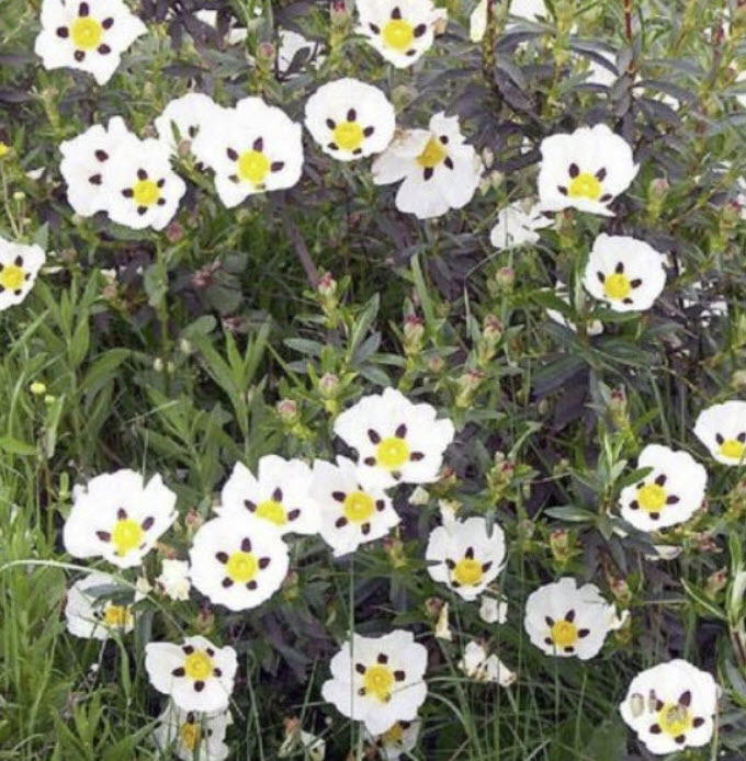 กัมร็อคโรส (Gum rockrose / Cistus ladanifer) / 200 เม็ด (France) *