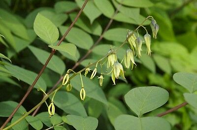 ไส้กรอกสีฟ้า (Blue Sausage / Decaisnea fargesii) / 10 เม็ด (Serbia)