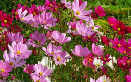 ดาวกระจาย ซีเชลล์ (Cosmos - Sea Shells) คละ / 100 เม็ด (UK)