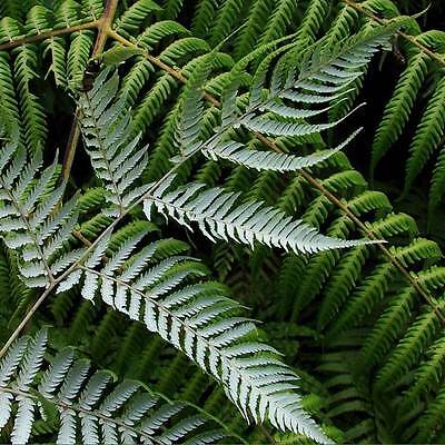 เฟิร์นใบเงิน (Silver Tree Fern) / 25 เม็ด (New Zealand)