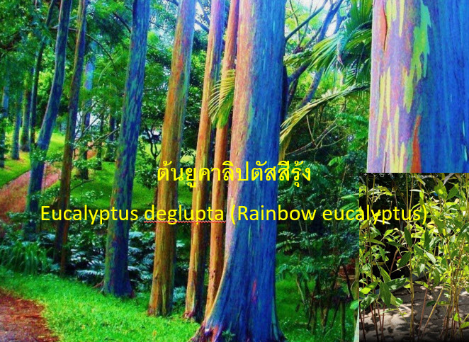 ต้นยูคาลิปตัสสีรุ้ง ยูคาสีรุ้ง สูง 70-100 ซ.ม. เพาะเมล็ดนำเข้า