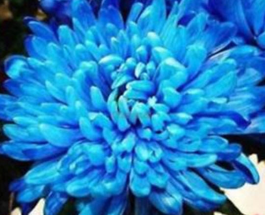 บานชื่น (Zinnia) สีน้ำเงิน / 50 เม็ด (China)