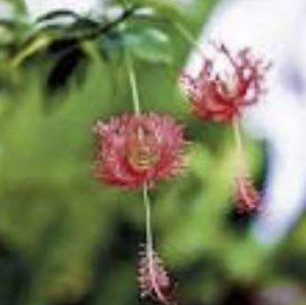 ต้นพู่ระหง ดอกฝอย กระถาง 10 นิ้ว สูง 70-100 ซ.ม./ ต้น